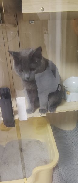 金渐层弟弟和蓝猫弟弟领养